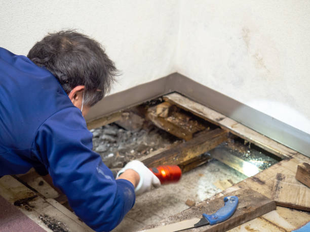 Best Mold Removal Company Near Me  in Haworth, NJ