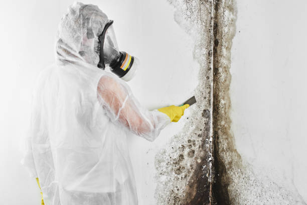 Best Office Mold Removal Services  in Haworth, NJ