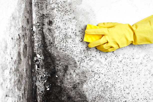Best Best Mold Removal Companies  in Haworth, NJ