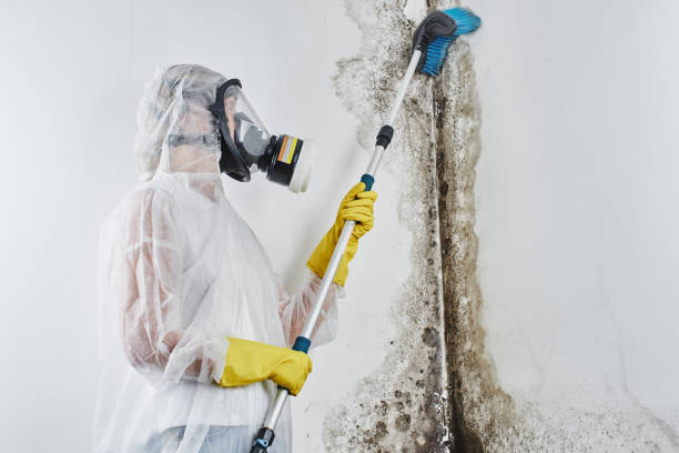 Best Local Mold Removal Service  in Haworth, NJ