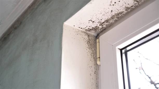 Best Mold Remediation  in Haworth, NJ