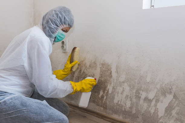 Best Mold Removal Near Me  in Haworth, NJ