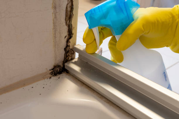Best Local Mold Removal Service  in Haworth, NJ