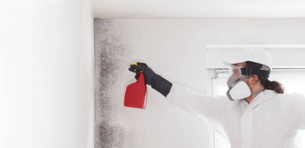 Haworth, NJ Mold Removal Company
