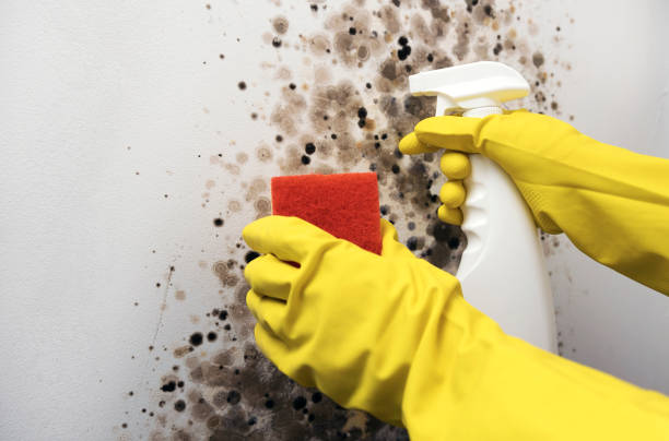 Best Black Mold Removal  in Haworth, NJ