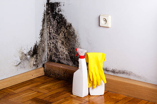 Mold Removal Process in Haworth, NJ