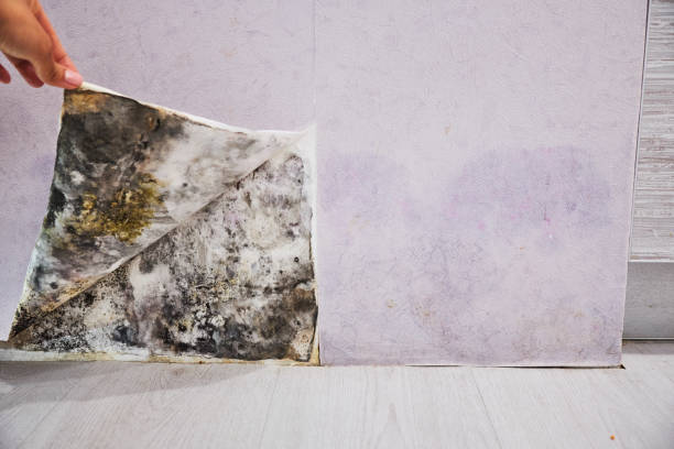 Mold Testing and Removal in Haworth, NJ